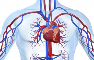 Klinische Studie : Vapen verbessert Herz-Kreislauf-Funktion